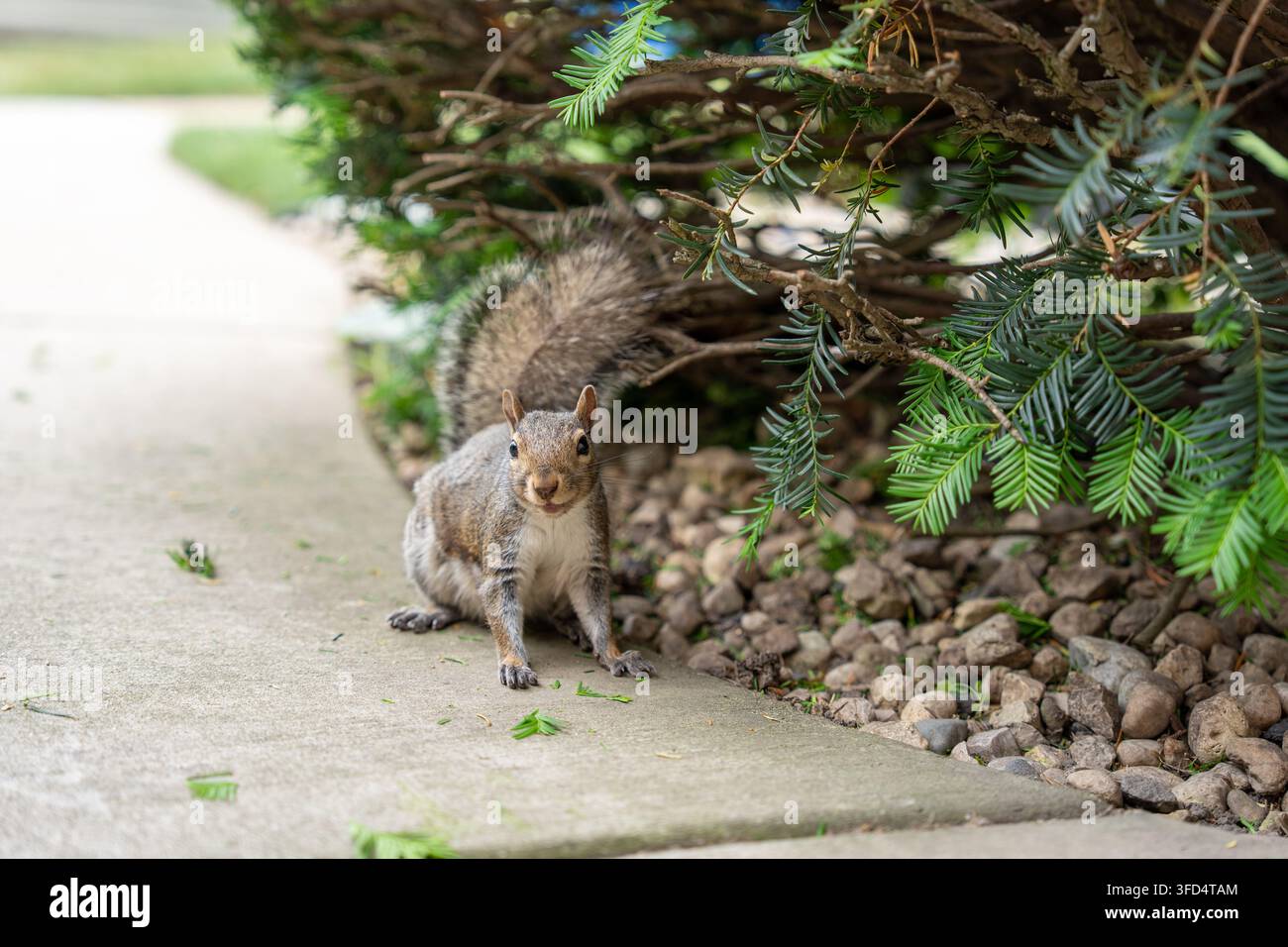 Primo piano di uno scoiattolo grigio in piedi su un marciapiede di cemento accanto ad un arbusto sempreverde in una zona residenziale. L'animale guarda verso la fotocamera in una na Foto Stock