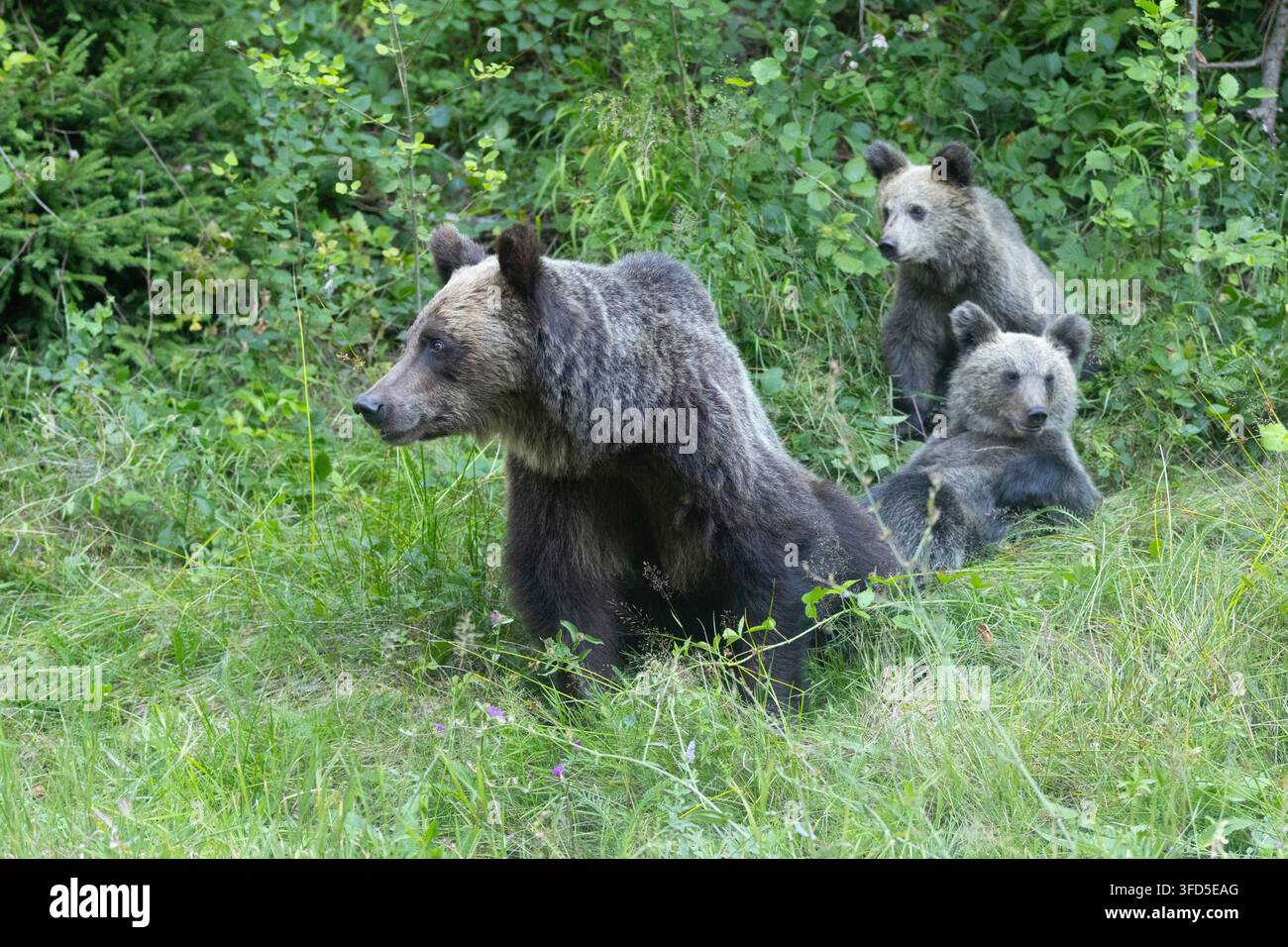 Orsa bruna selvatica (Ursus arctos) femmina con i cuccioli in una foresta. Fotografata in Romania ad agosto. Foto Stock