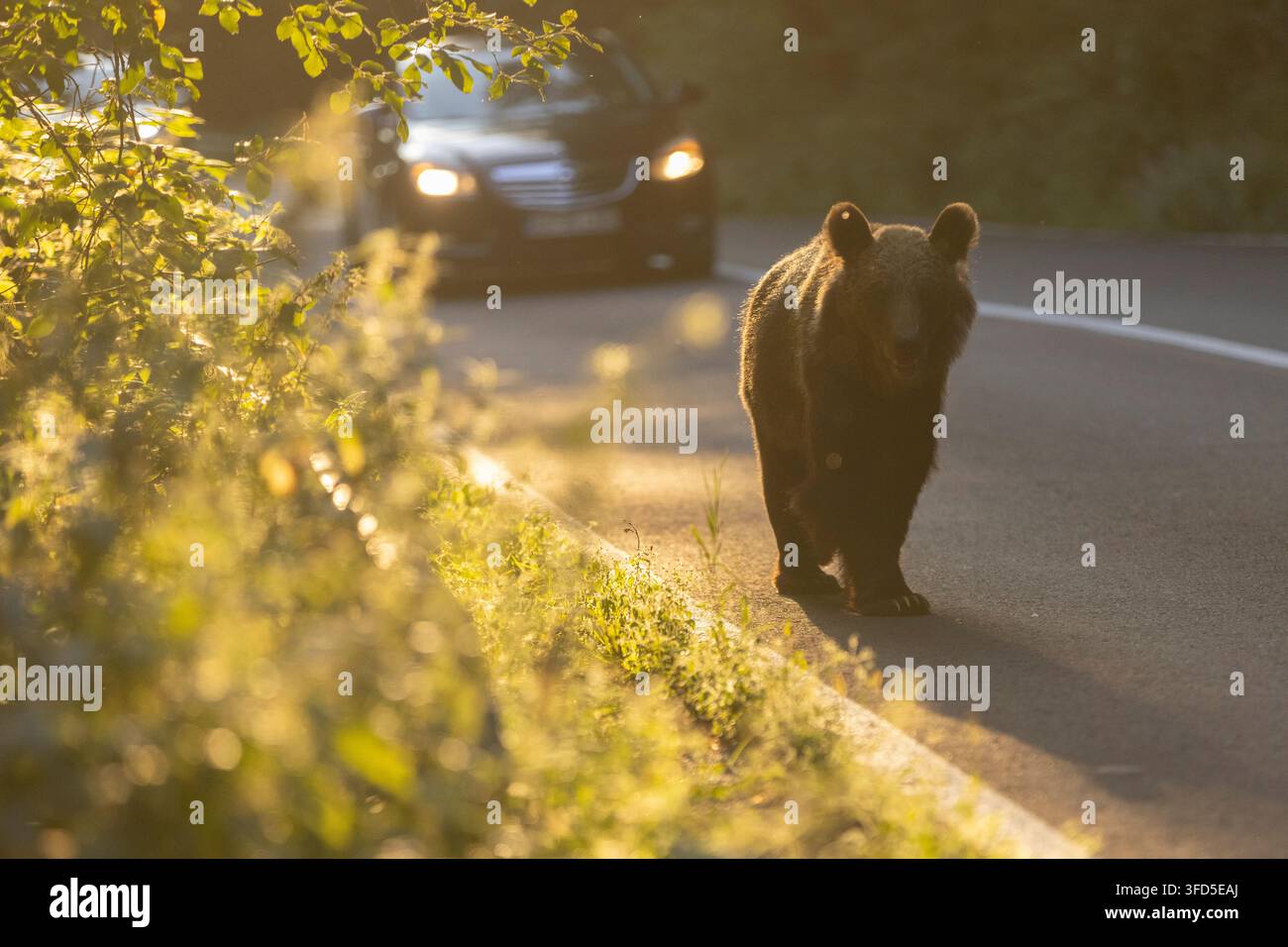 Orso bruno selvatico (Ursus arctos) che cammina lungo una strada ai margini della foresta. Fotografato in Romania ad agosto. Foto Stock