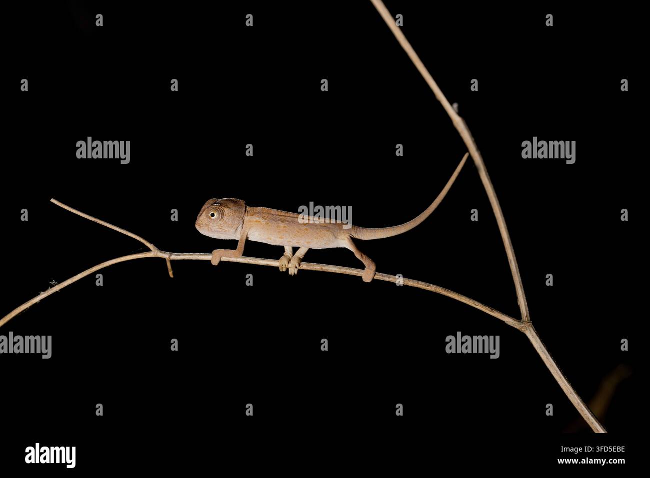 Camaleonte comune (Chamaeleo chameleon) di notte. Il camaleonte comune, o mediterraneo, è una specie di camaleonte nativa del bacino mediterraneo e di alcune parti intorno al Mar Rosso. È l’unica specie esistente di Chamaeleonidae il cui areale si estende naturalmente in Europa. Fotografato in Israele a ottobre. Foto Stock