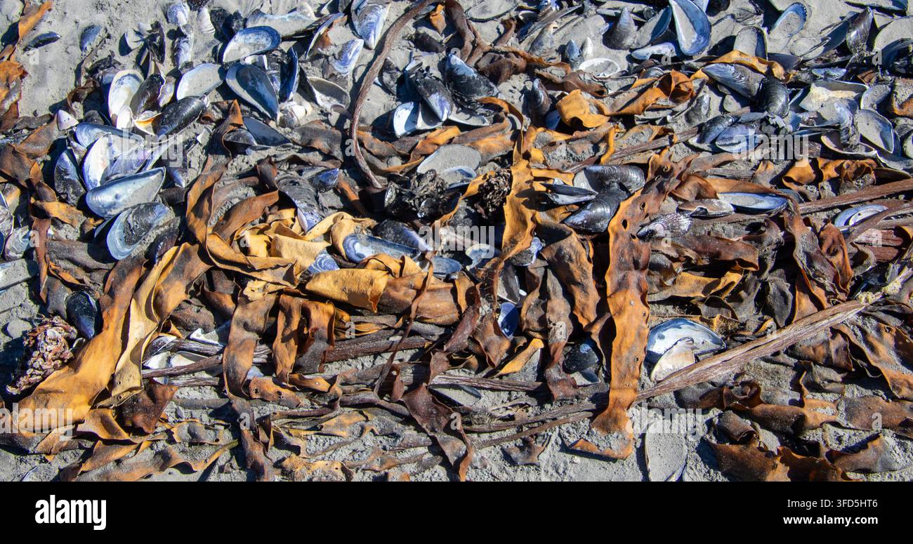 Guscioni di cozze blu e alghe secche sulla spiaggia, immagine per uso come sfondo Foto Stock