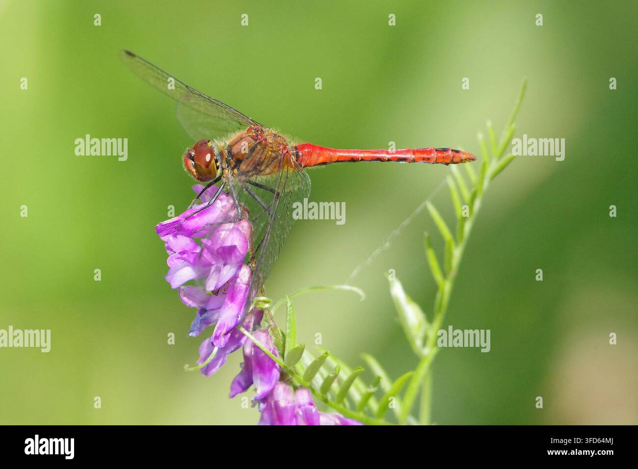 Libellula rossa vibrante appollaiata su un fiore viola in un prato estivo, primo piano Foto Stock