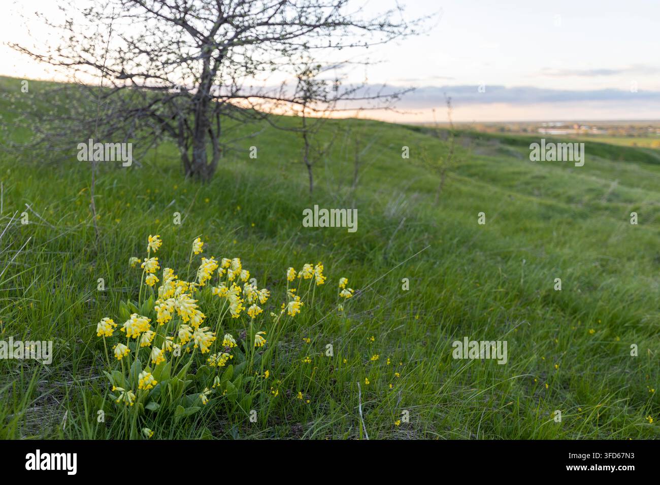 Primula sullo sfondo di una collina con erba verde giovane. Foto Stock