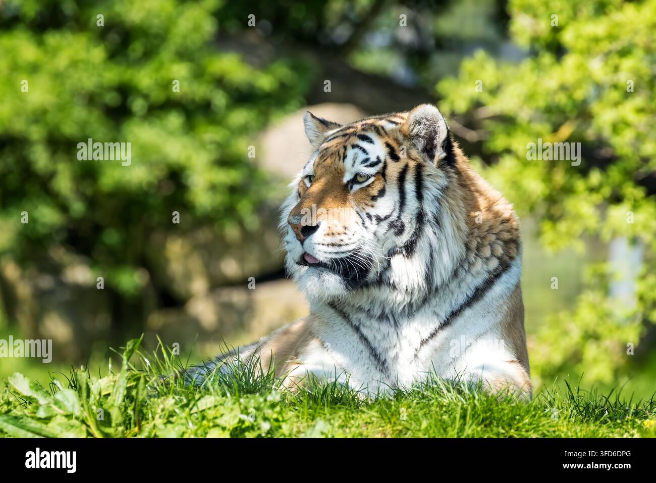 Tigre siberiano o dell’Amur, Panthera tigris tigris, che riposa in una radura boschiva. Questa specie in via di estinzione è endemica dell’estremo oriente russo Foto Stock