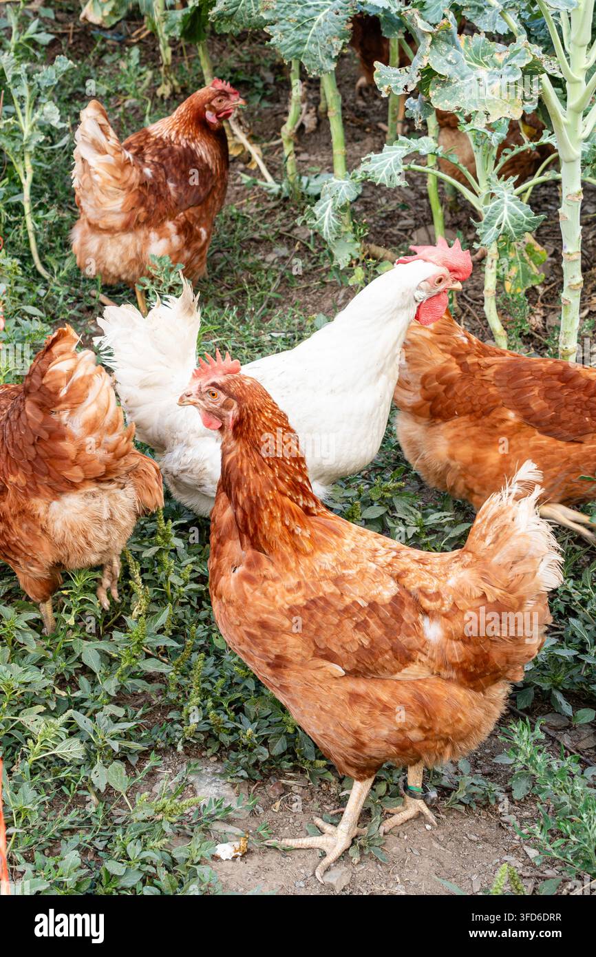 Galline domestiche fuori da una casa rurale nelle Asturie, Spagna Foto Stock