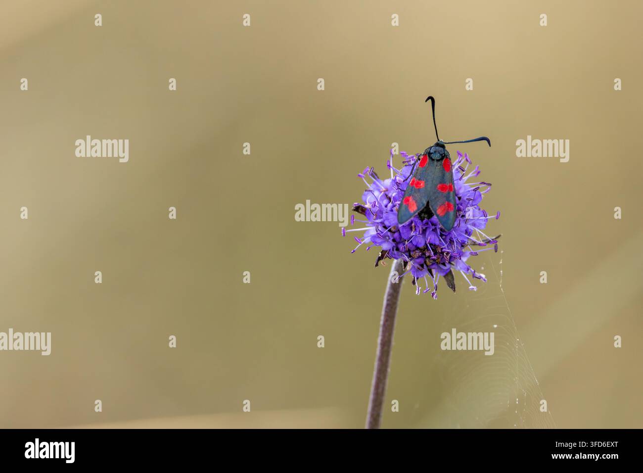 Una falena adulta a sei macchie (Zygaena filipendulae), una falena diurna, appollaiata su un fiore viola di scabiosa del diavolo con le sue sei macchie rosse sulle ali anteriori Foto Stock