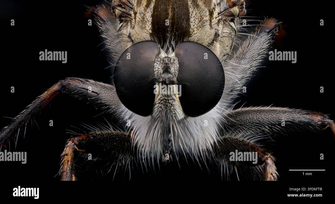 Mosca ladra (Neoitamus sp.). Foto Stock