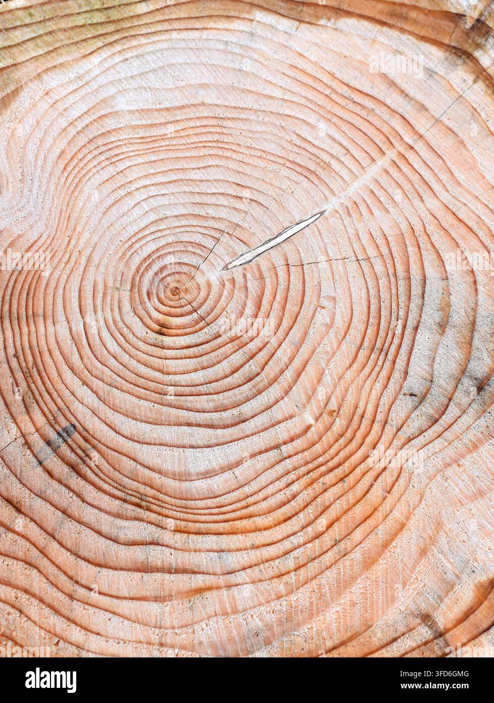 Primo piano degli anelli di un albero su un tronco tagliato. Sfondo in texture di legno naturale Foto Stock