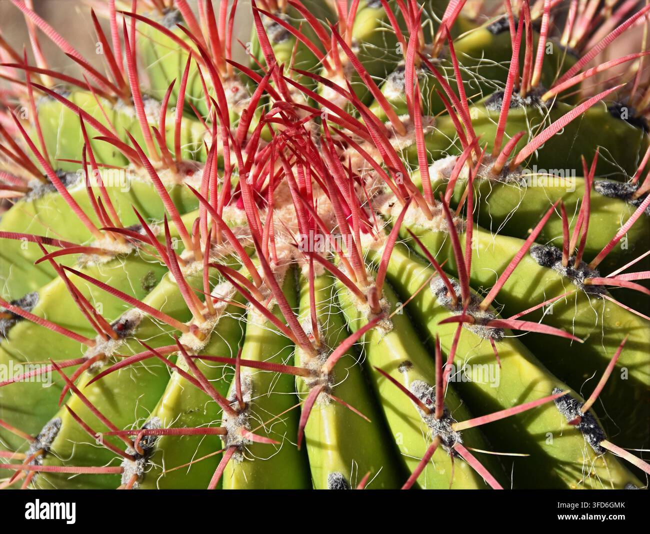 Texture macro di un cactus verde a forma di botte con spine rosse brillanti. Motivo geometrico naturale Foto Stock