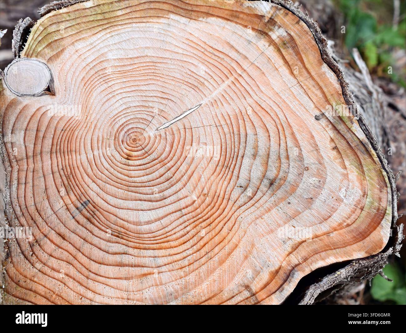 Primo piano degli anelli di un albero su un tronco tagliato. Sfondo in texture di legno naturale Foto Stock
