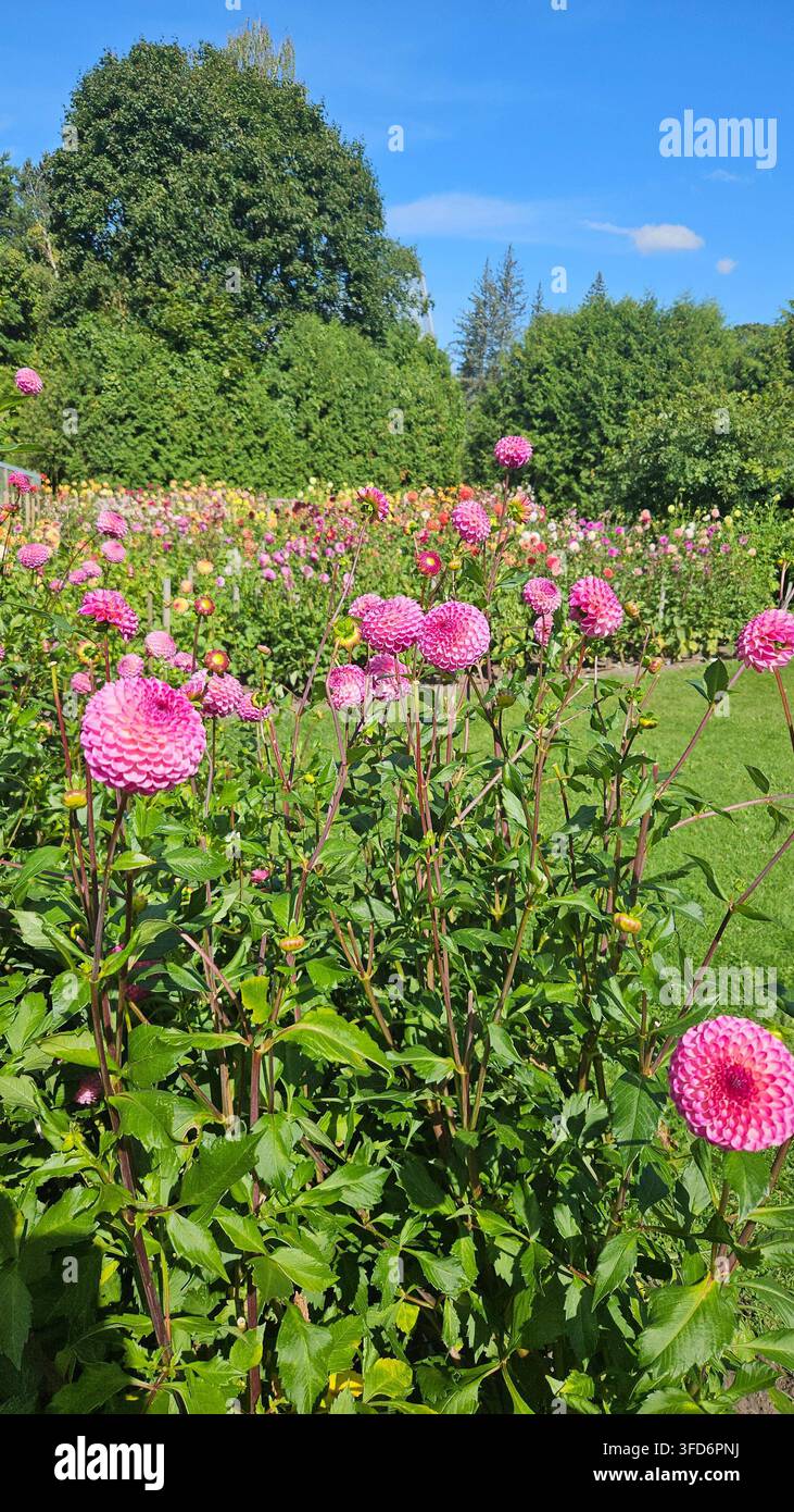 Campo di dahlie a pompon e palla in bianco e rosa sotto un cielo estivo blu — Concetto: Abbondanza dell'agricoltura floreale, Collezione del giardino botanico - Immagine stock catturata con smartphone