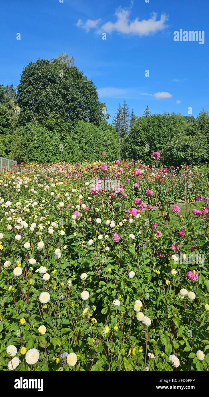 Campo di dahlie a pompon e palla in bianco e rosa sotto un cielo estivo blu — Concetto: Abbondanza dell'agricoltura floreale, Collezione del giardino botanico - Immagine stock catturata con smartphone