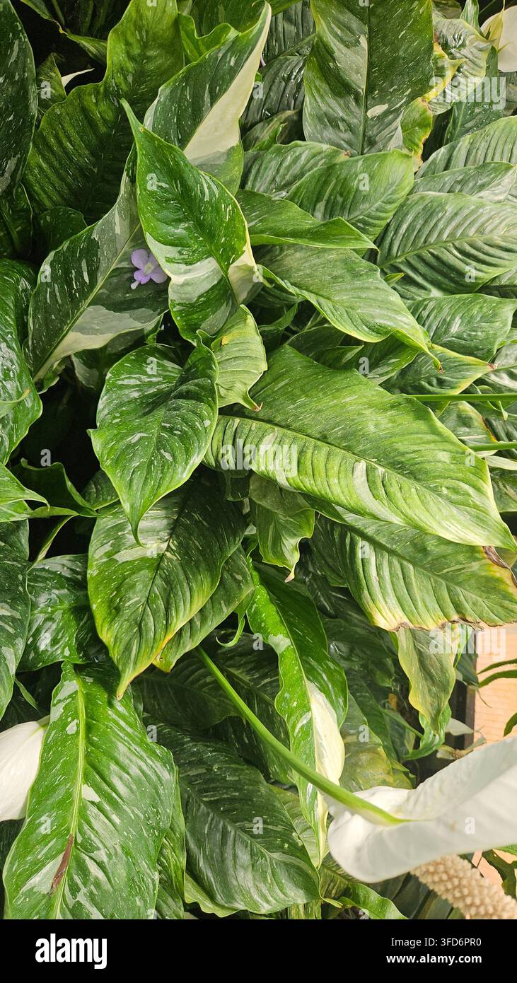 Spathiphyllum wallisii variegato in fiore con fogliame screziato in una serra — Concetto: cura delle piante da interno, design d'interni biofilo - Immagine stock catturata con smartphone