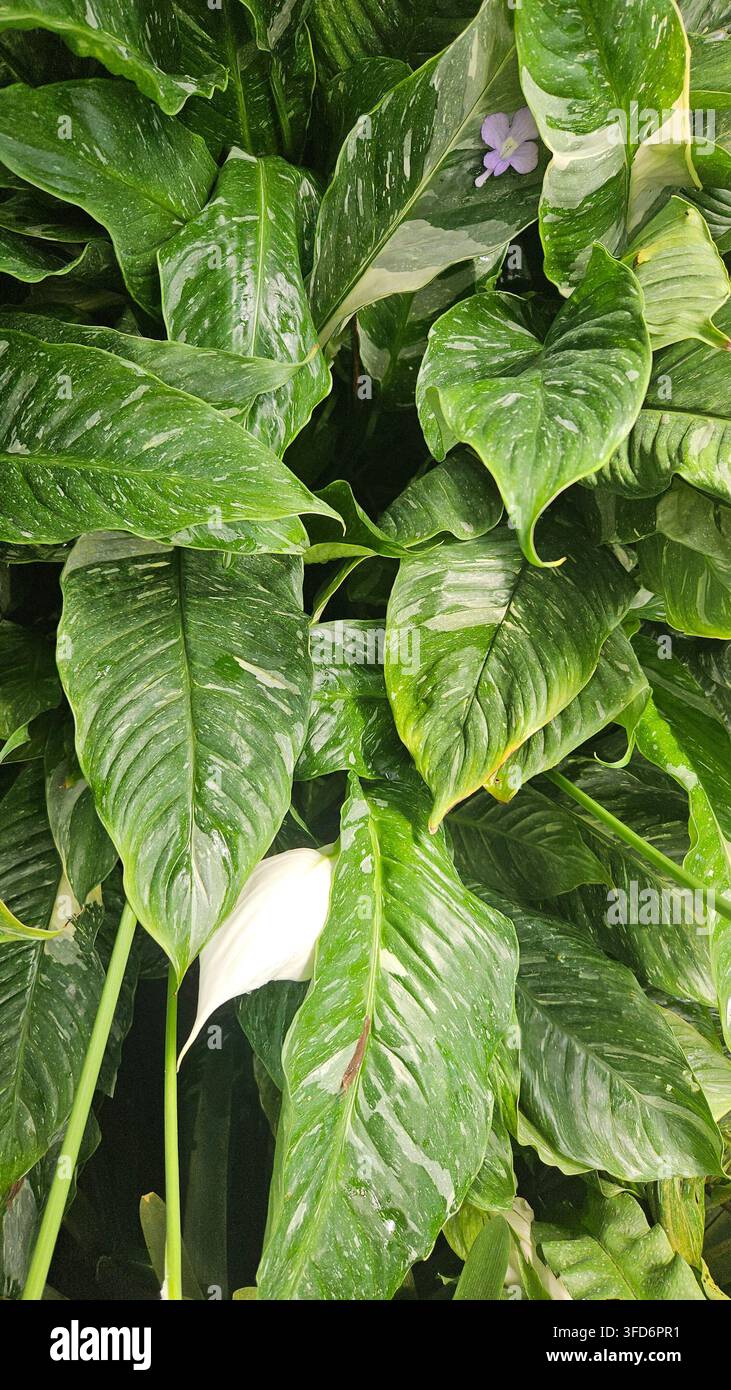 Spathiphyllum wallisii variegato in fiore con fogliame screziato in una serra — Concetto: cura delle piante da interno, design d'interni biofilo - Immagine stock catturata con smartphone