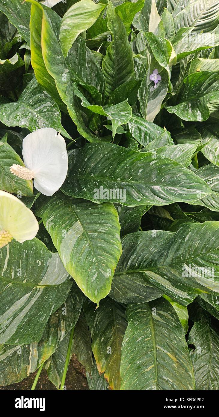 Spathiphyllum wallisii variegato in fiore con fogliame screziato in una serra — Concetto: cura delle piante da interno, design d'interni biofilo - Immagine stock catturata con smartphone