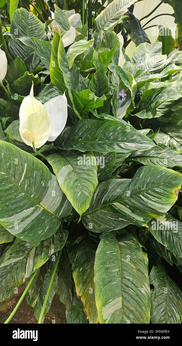 Spathiphyllum wallisii variegato in fiore con fogliame screziato in una serra — Concetto: cura delle piante da interno, design d'interni biofilo - Immagine stock catturata con smartphone