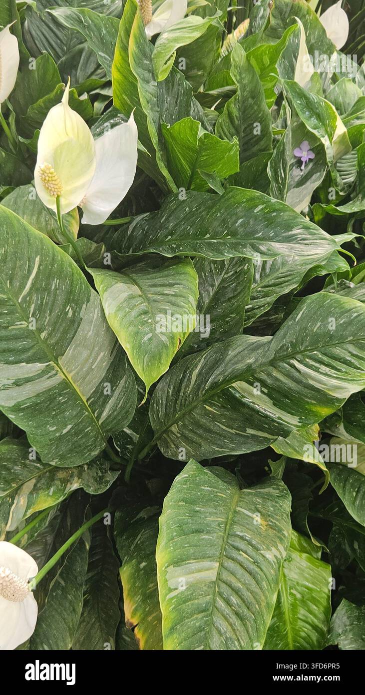 Spathiphyllum wallisii variegato in fiore con fogliame screziato in una serra — Concetto: cura delle piante da interno, design d'interni biofilo - Immagine stock catturata con smartphone