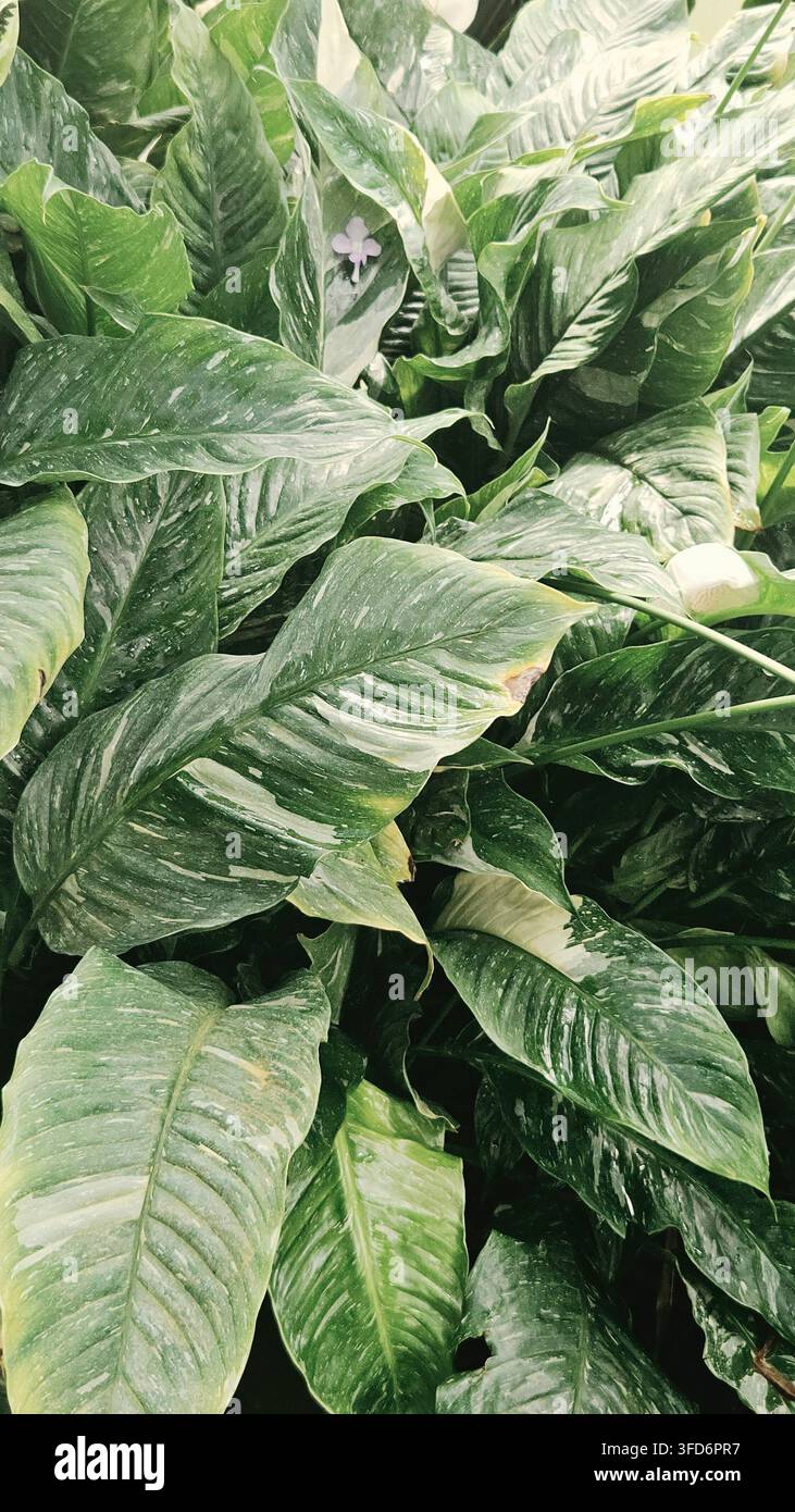Spathiphyllum wallisii variegato in fiore con fogliame screziato in una serra — Concetto: cura delle piante da interno, design d'interni biofilo - Immagine stock catturata con smartphone