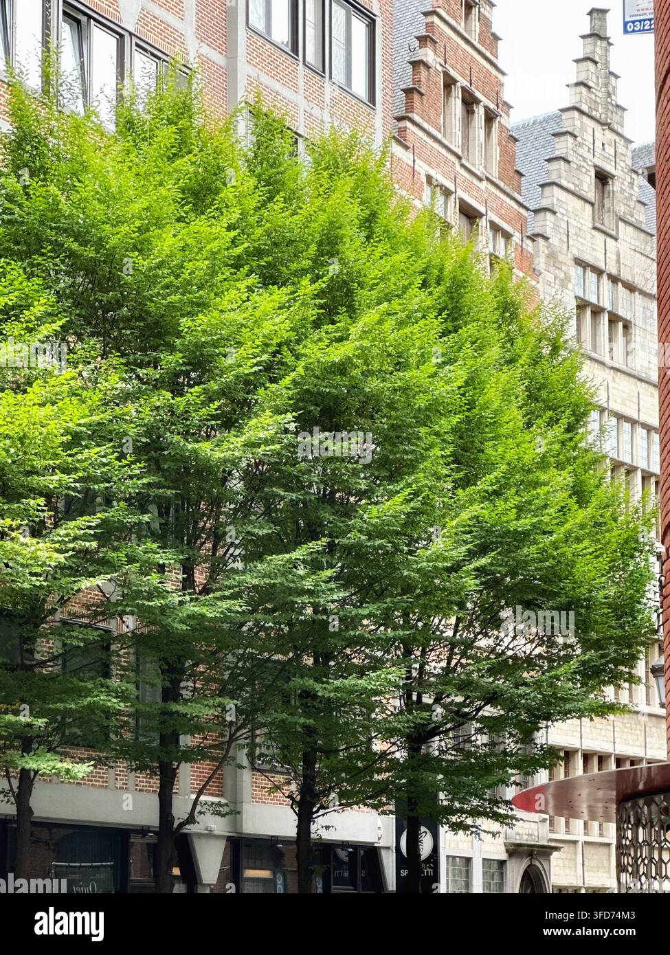 Alberi decidui rigogliosi e verdi che crescono davanti a edifici storici europei in mattoni e pietra. Alberi decidui rigogliosi e verdi con una fitta chioma che si ergono in - Immagine stock catturata con smartphone