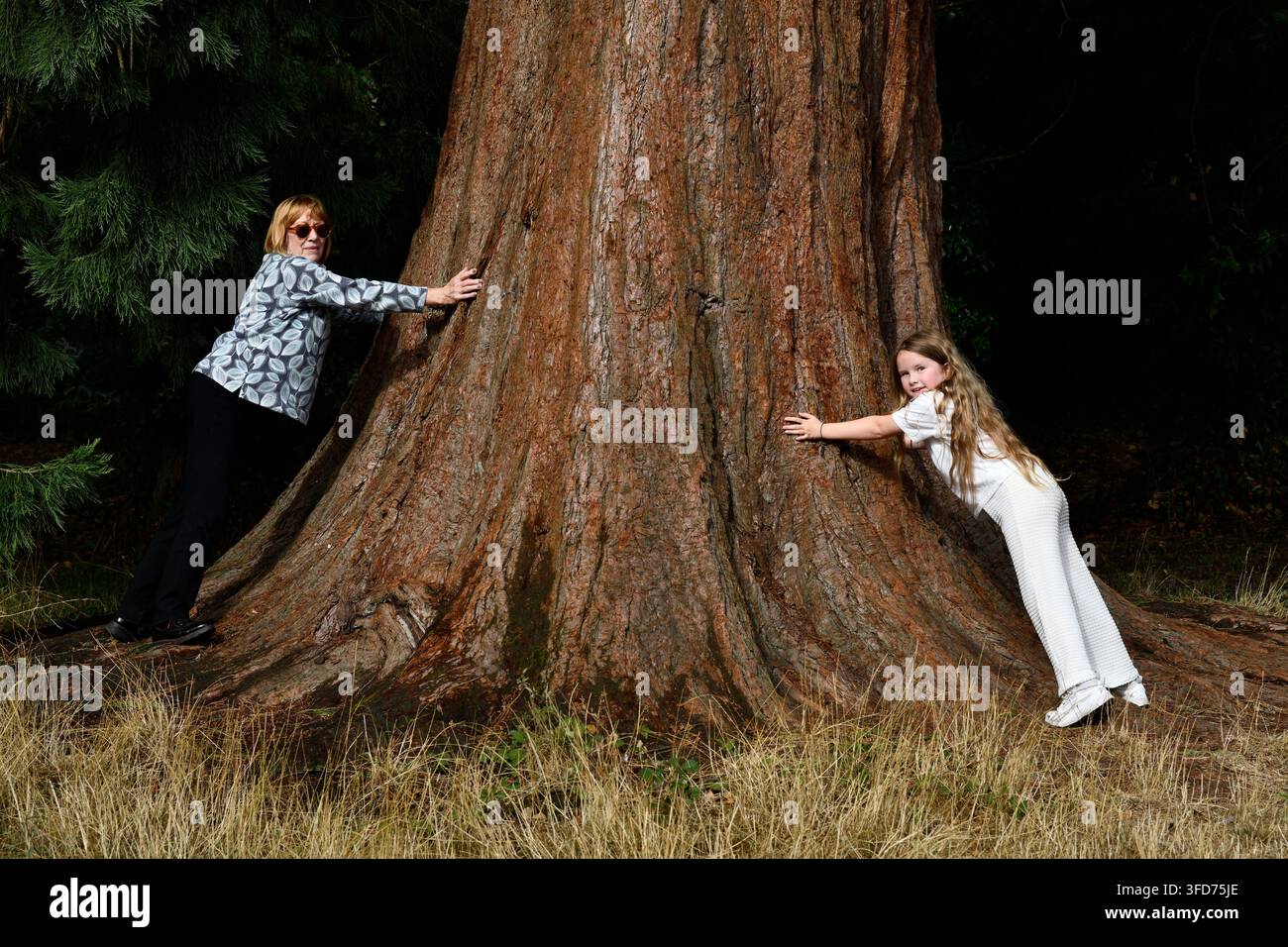 Donna e bambino che abbracciano il tronco di una sequoia gigante giovanile a Ellesmere nello Shropshire. 2026 Foto Stock