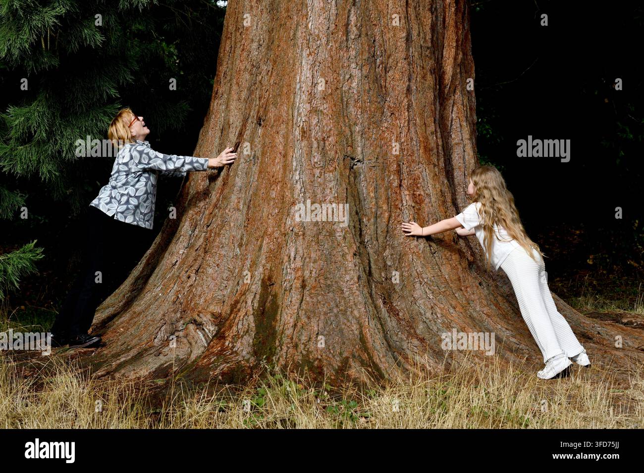 Donna e bambino che abbracciano il tronco di una sequoia gigante giovanile a Ellesmere nello Shropshire. 2026 Foto Stock