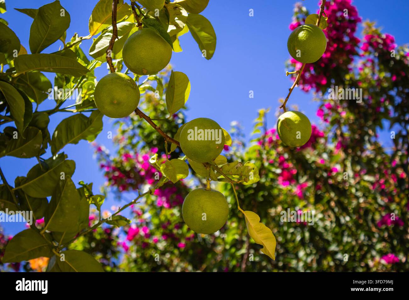 Limoni verdi freschi che maturano su un ramo di albero in un frutteto illuminato dal sole, incorniciati da fiori di bougainvillea rosa vivace contro un cielo blu chiaro estivo. Foto Stock