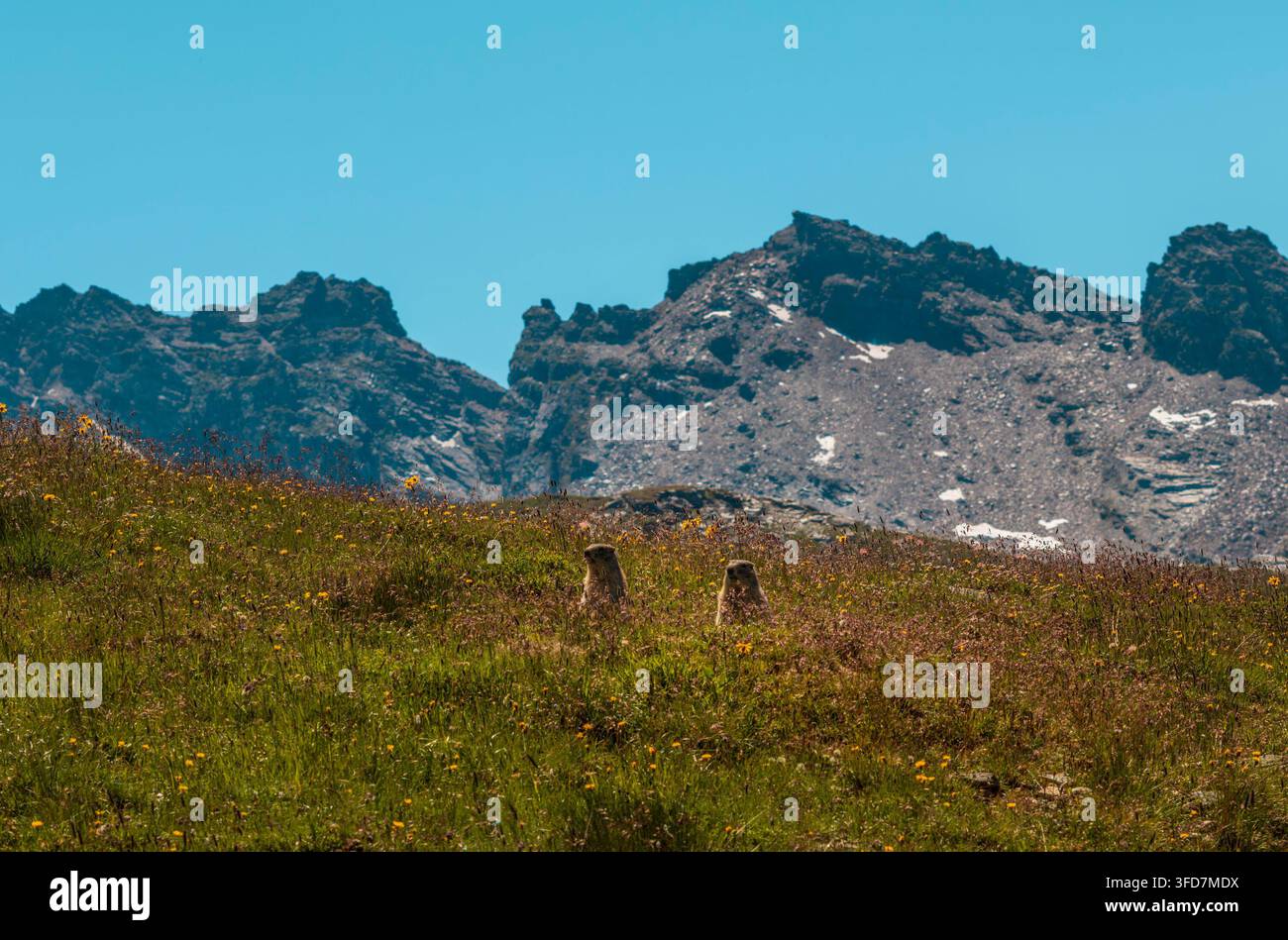 Due marmotte in un prato alpino con cime innevate e fiori selvatici, scena escursionistica a Engadin in Svizzera Foto Stock