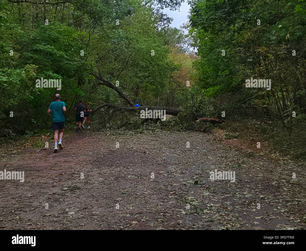 Persone che fanno jogging lungo un sentiero boschivo del parco avvicinandosi a un albero caduto che blocca il sentiero dopo una tempesta. Foto Stock
