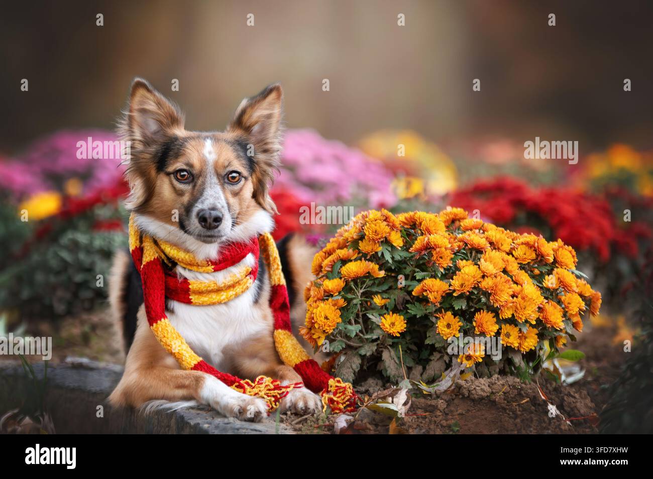 Un bellissimo animale domestico di razza mista con una sciarpa di maglia accogliente che riposa a terra circondato da fiori autunnali vibranti arancioni, rossi e viola. Autunno caldo Foto Stock