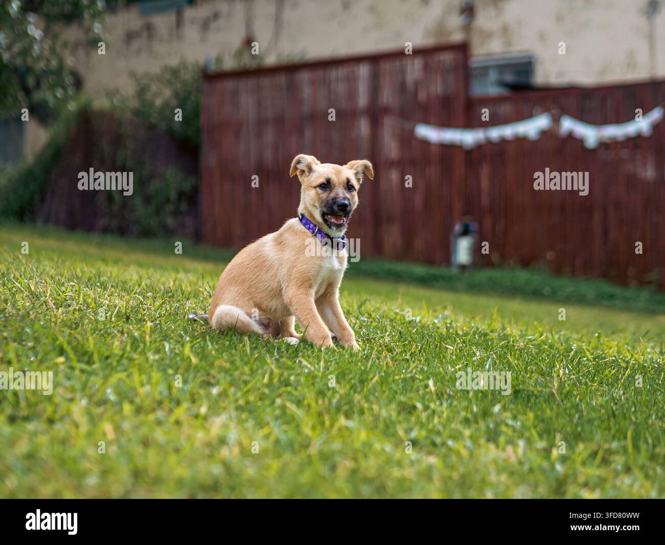 Un adorabile cucciolo marrone con orecchie cadenti è seduto attentamente sull'erba, guardando direttamente la fotocamera in un contesto di cortile. Foto Stock