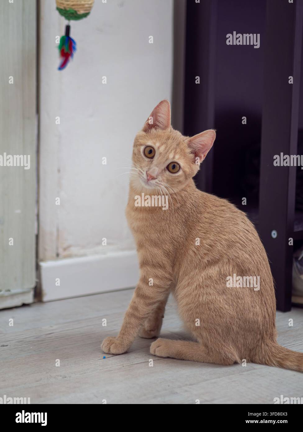 Un gatto rosso vigile è seduto su un pavimento piastrellato in un appartamento luminoso, guardando oltre la spalla verso la fotocamera. Foto Stock