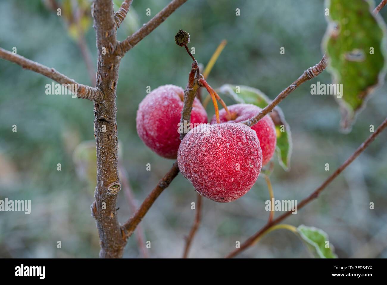 Fresche Mele rosse su albero in primo gelo, vicino. Le mele rosse con brina dopo la prima Brinata mattutina, Ucraina Foto Stock