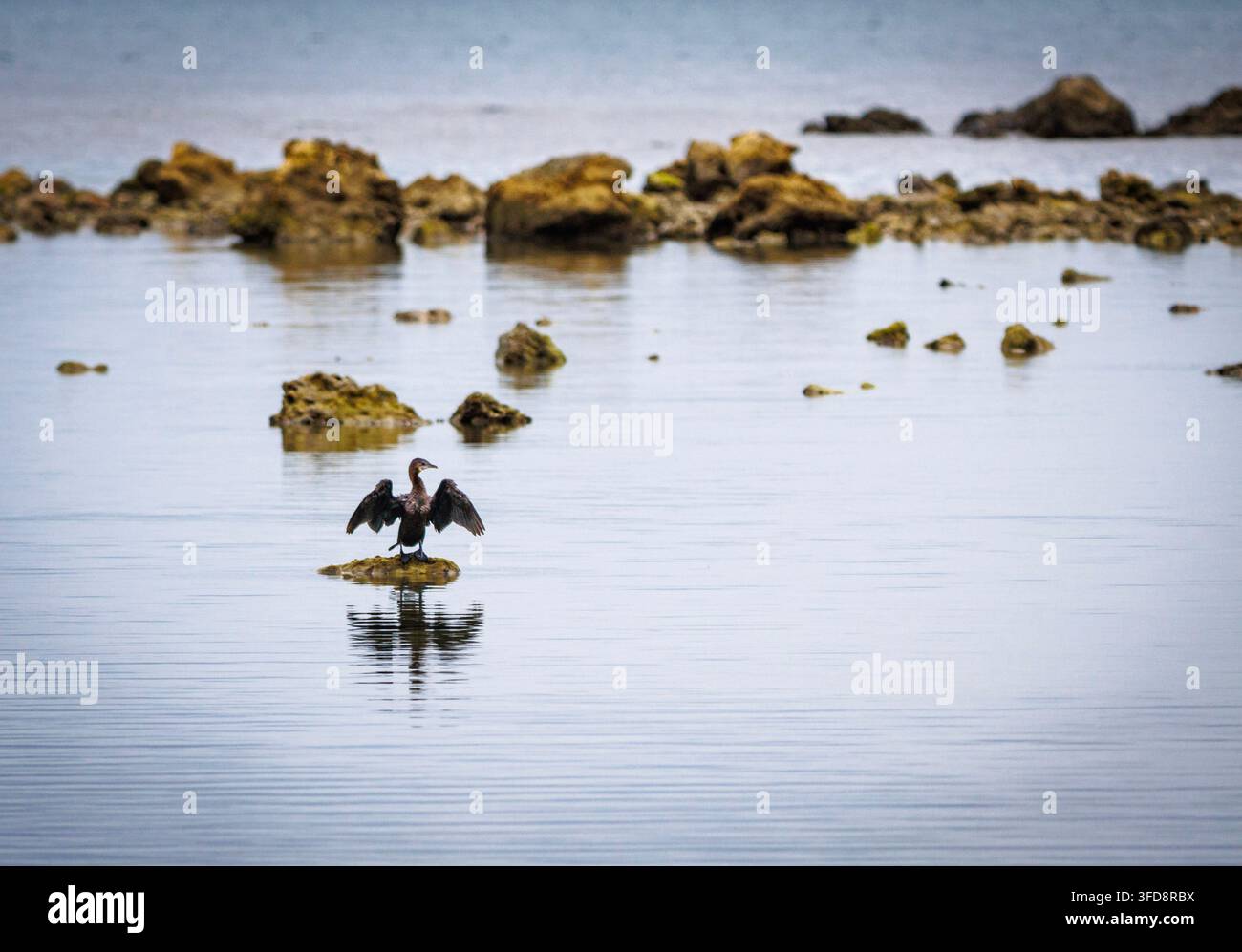 Un piccolo cormorano in piedi su una roccia con le ali spalancate per asciugarle sopra l'acqua calma. Foto Stock