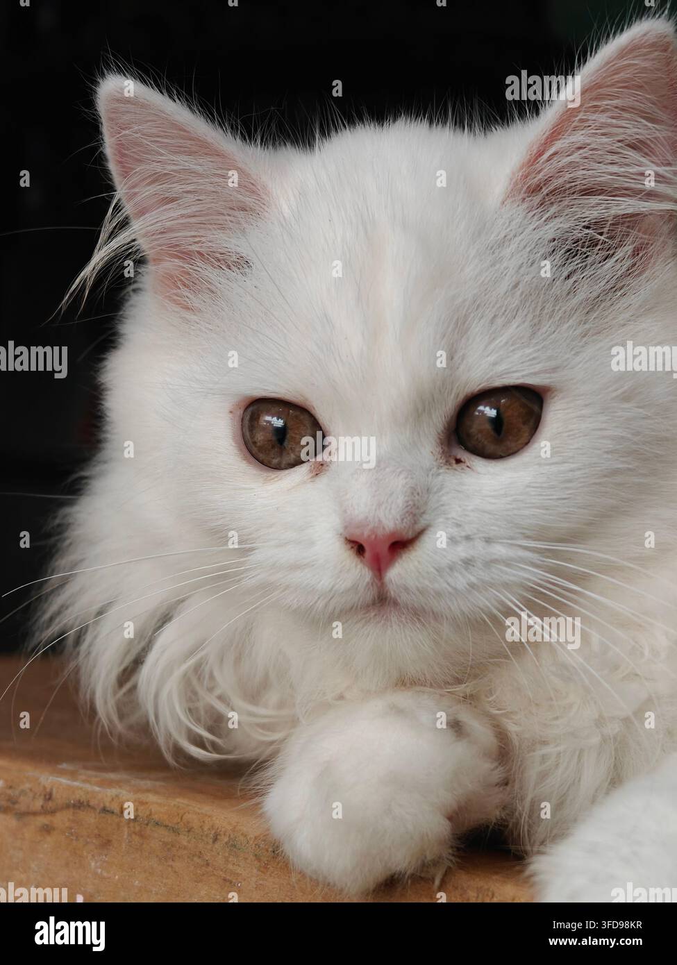 Gattino persiano a pelo lungo bianco puro e soffice sdraiato in posizione a panino su pavimento chiaro con grandi occhi rotondi scuri e naso rosa che guarda direttamente verso l'obiettivo - Immagine stock catturata con smartphone