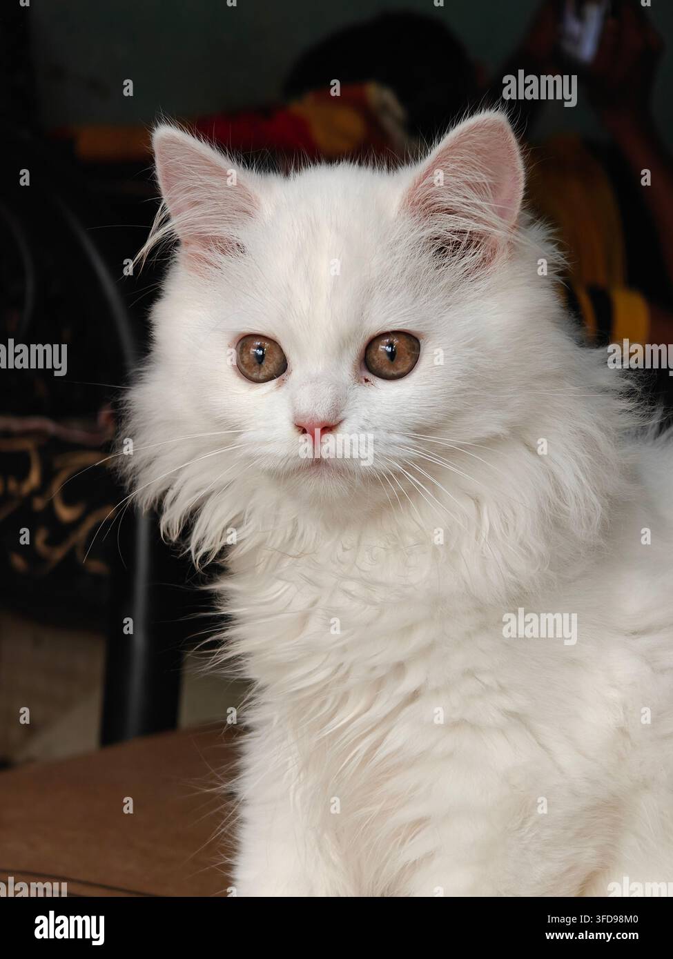 Grazioso gattino persiano bianco e soffice seduto su una coperta all'interno, che guarda direttamente la fotocamera con grandi occhi neri - Immagine stock catturata con smartphone