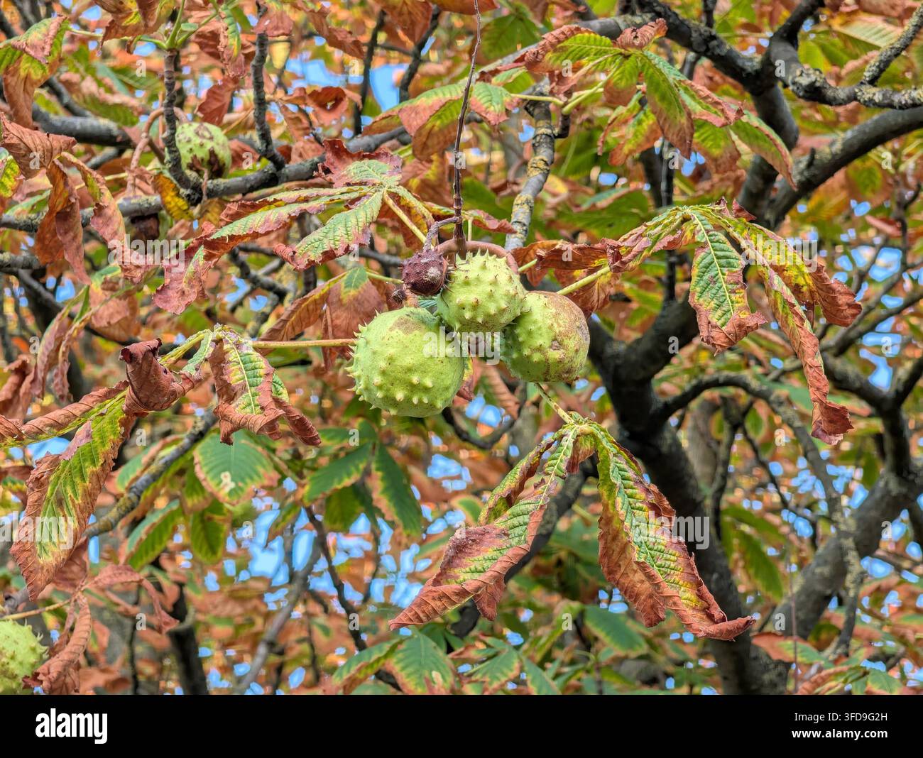 Una fotografia ravvicinata di capsule di semi di castagna verde spinose (conker) appese a un ramo di albero. Intorno al frutto che matura ci sono foglie palmate Foto Stock