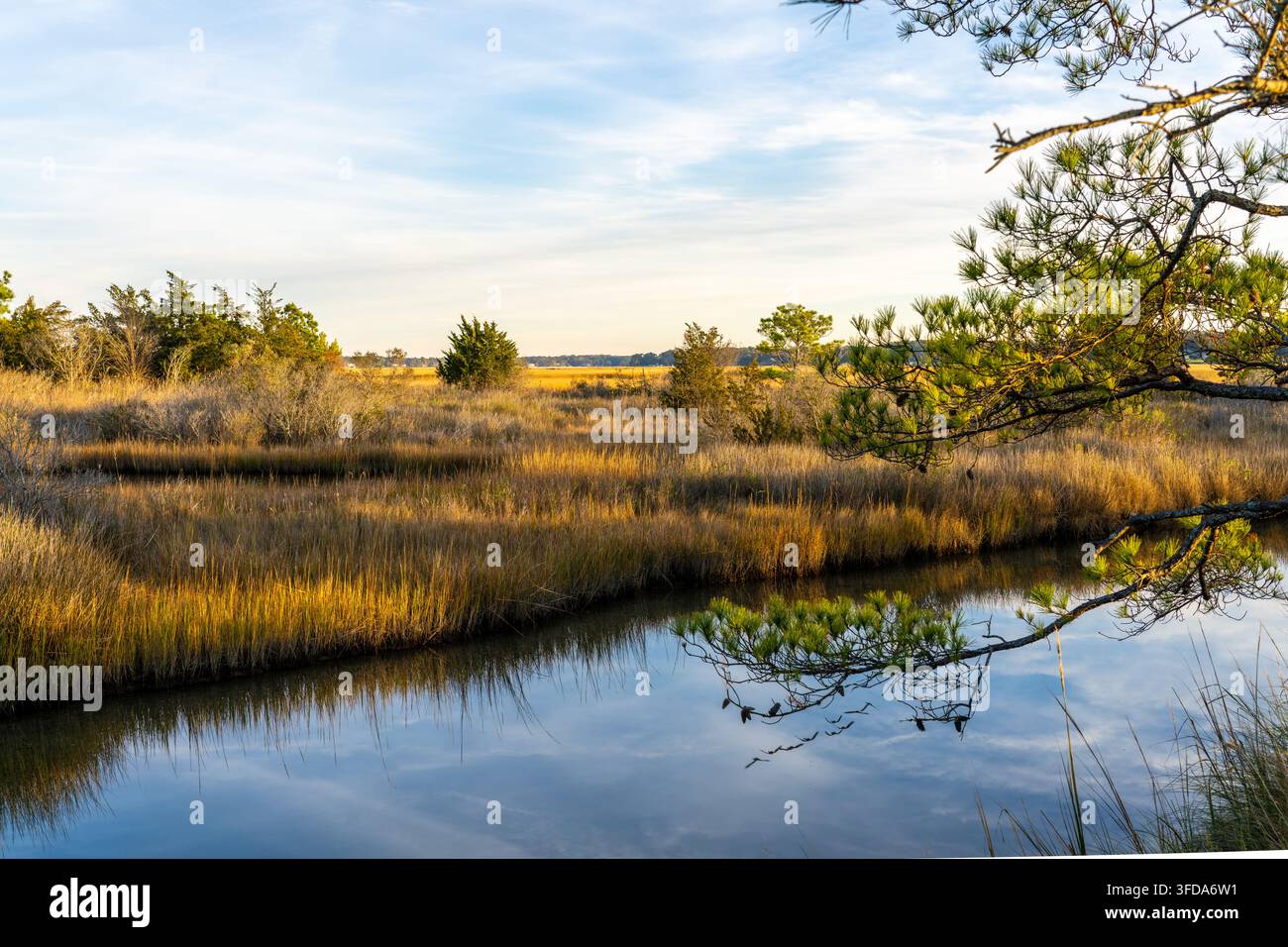Palude incontaminata a Virginia Beach sul fiume Lynnhaven all'ora dorata Natura Foto Stock