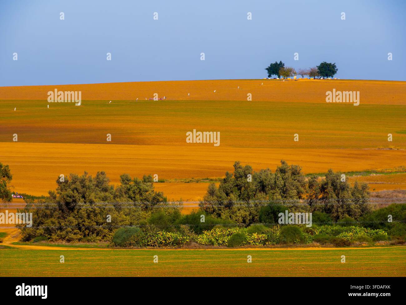 Colori dei campi nel Negev israeliano dopo che i campi sono stati preparati per la semina primaverile Foto Stock