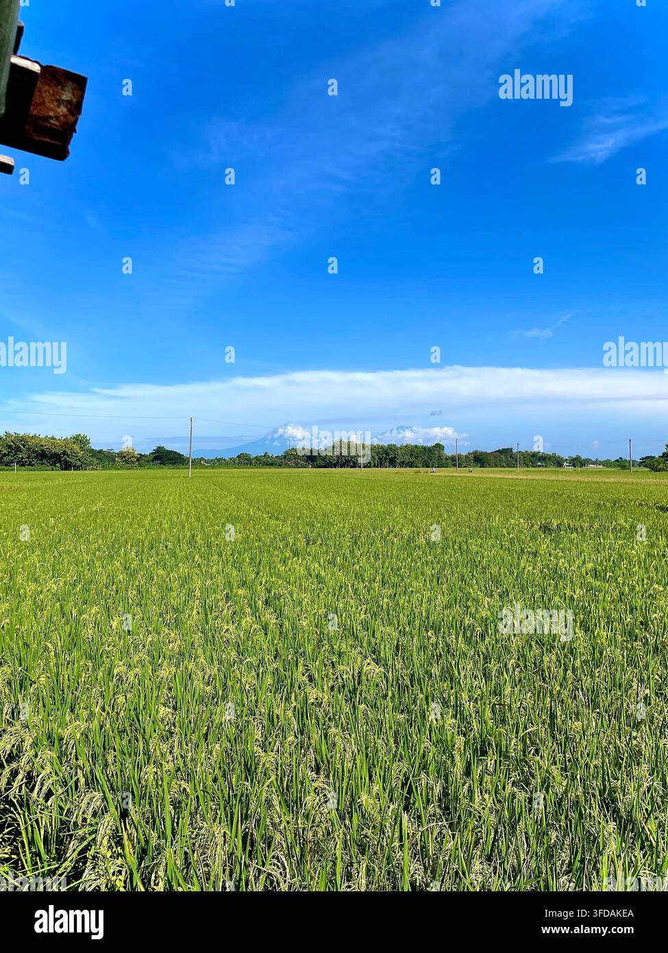 Rigogliosi campi di riso verdi sotto un cielo blu brillante a Sukoharjo, Giava centrale, Indonesia - Immagine stock catturata con smartphone