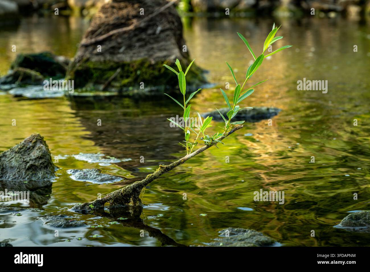 Un giovane salice resistente mette radici in un fiume calmo, mostrando il ciclo della vita della natura mentre raggiunge la luce del sole, crescendo costantemente tra le pietre muschiose Foto Stock