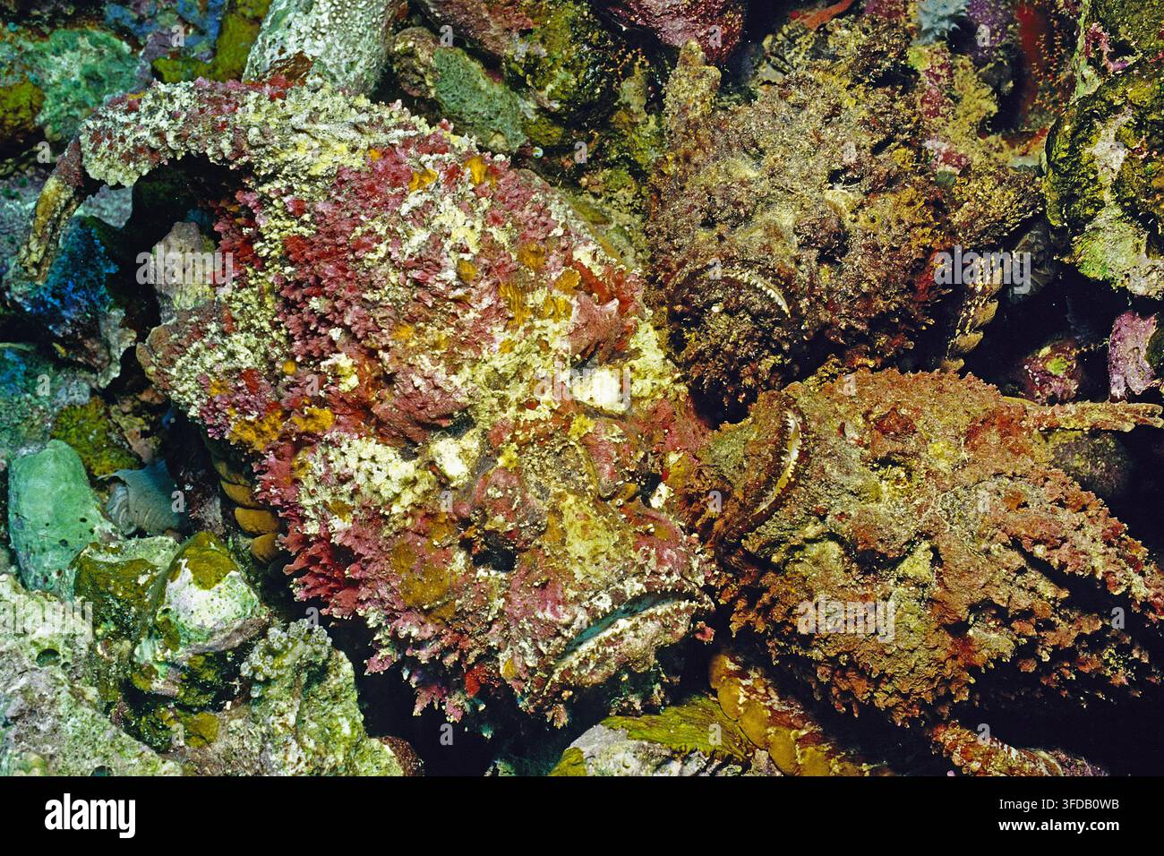 Tre pesci pietra della barriera corallina (Synanceia verrucosa), il pesce più velenoso del mondo, è stato responsabile di numerose morti umane, Lombok, Indonesia Foto Stock