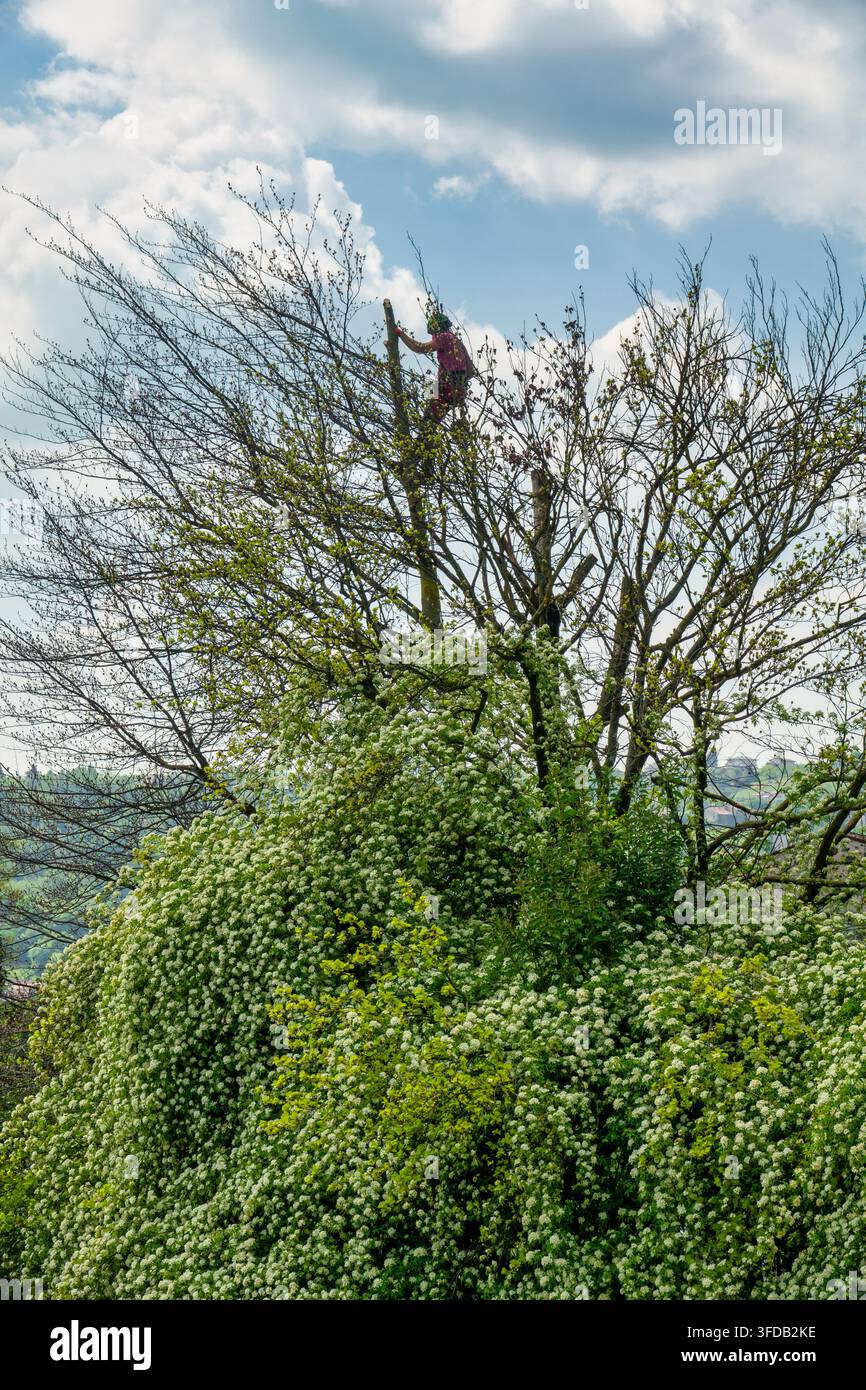 Un arborista professionista e chirurgo degli alberi che lavora in alto tra i rami di un albero alto contro un cielo blu nuvoloso. Circondato da una fitta vegetazione primaverile bianca bl Foto Stock