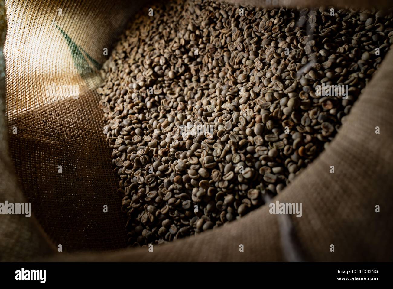 Un sacco di iuta pieno di chicchi di caffè verdi grezzi mostra la texture ruvida tessuta del sacco e una striscia di marca stampata in verde lungo il bordo. Foto Stock