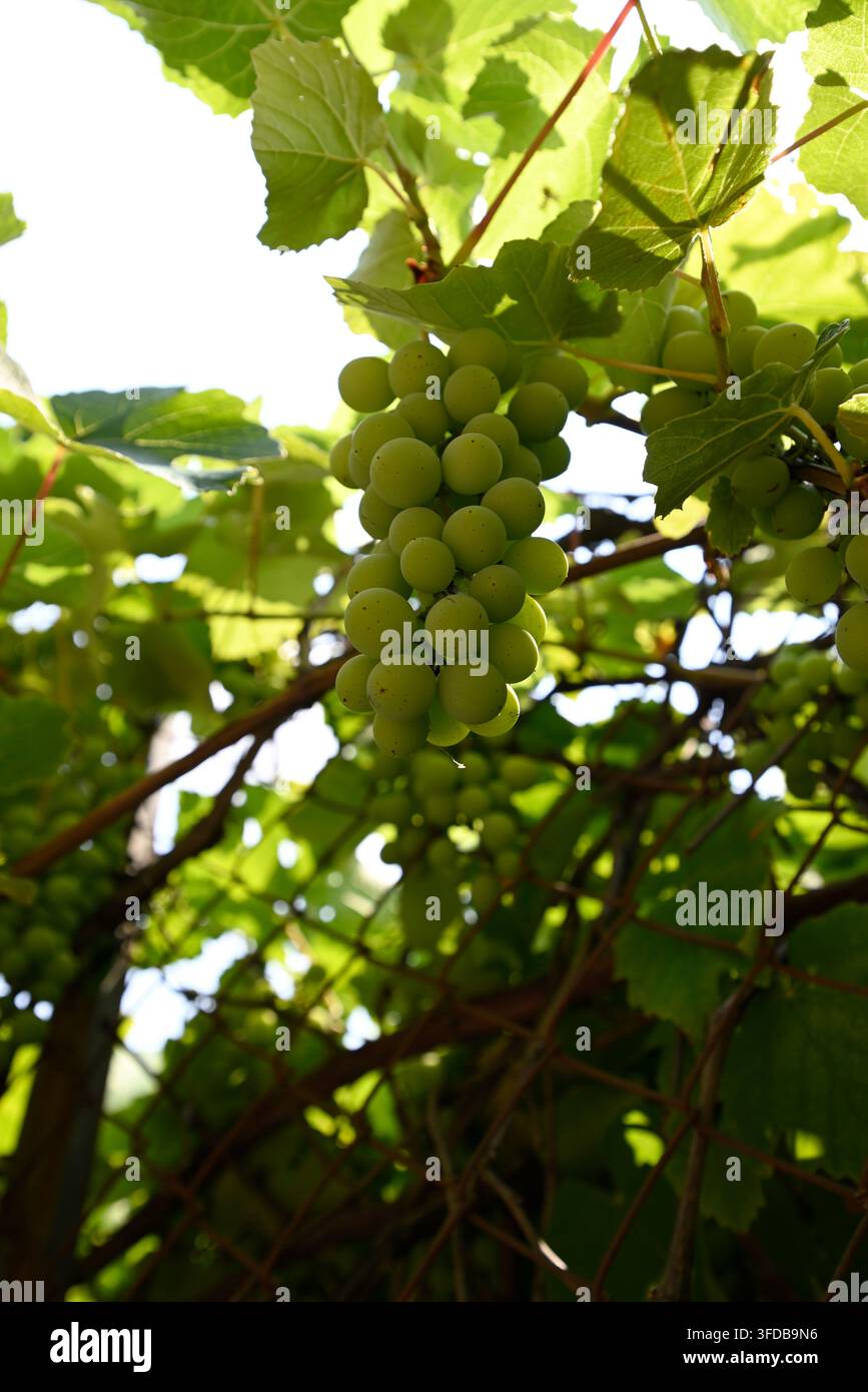 Grappolo di acini verdi. Vite con frutti verdi. Piano di Mommio, Massarona, Toscana, Italia. Foto Stock