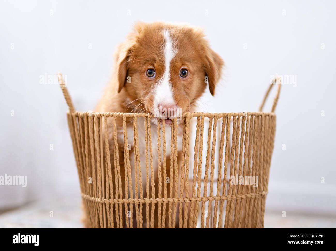 Simpatico cucciolo di Toller Retriever seduto in un cesto in una stanza luminosa Foto Stock