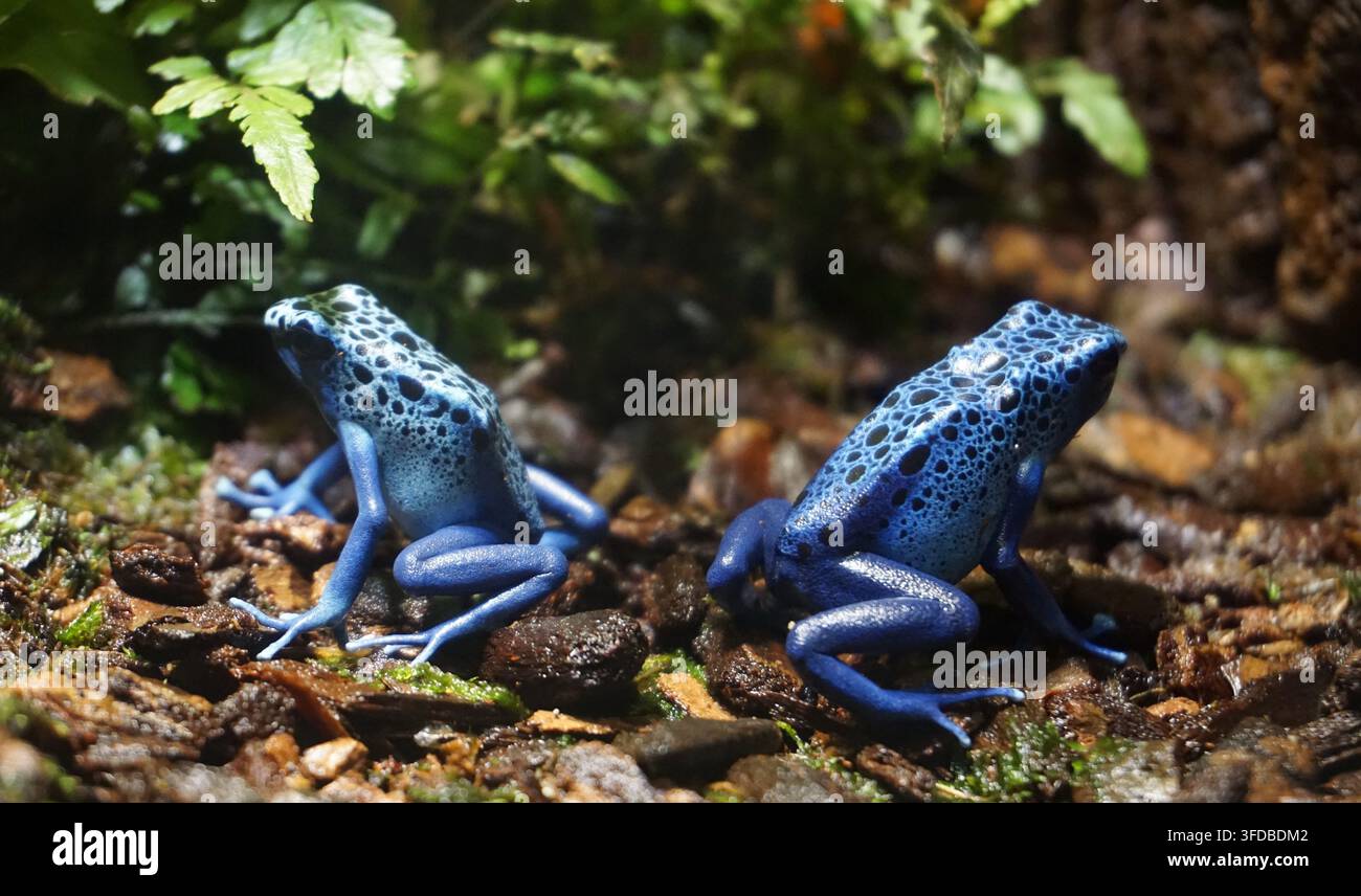 Una coppia di rane blu dalle frecce avvelenate o rane blu dalle frecce avvelenate (Dendrobates tinctorius azureus) è seduta sul terreno di una giungla in Suriname. Foto Stock