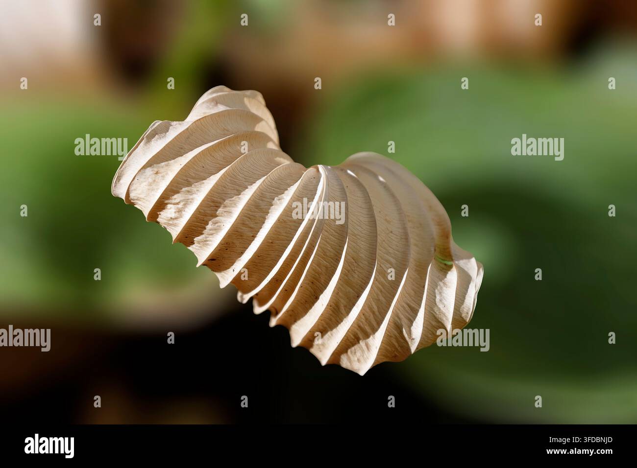Una foglia di hosta arricciata e diventata marrone a causa della siccità Foto Stock