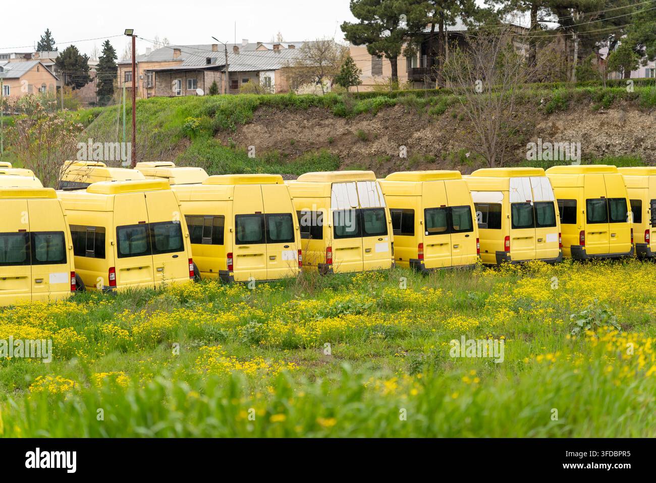 Una flotta di furgoni passeggeri giallo brillante è ferma in un campo invaso dalla vegetazione punteggiato da piccoli fiori gialli, suggerendo una collezione dimenticata o inutilizzata Foto Stock