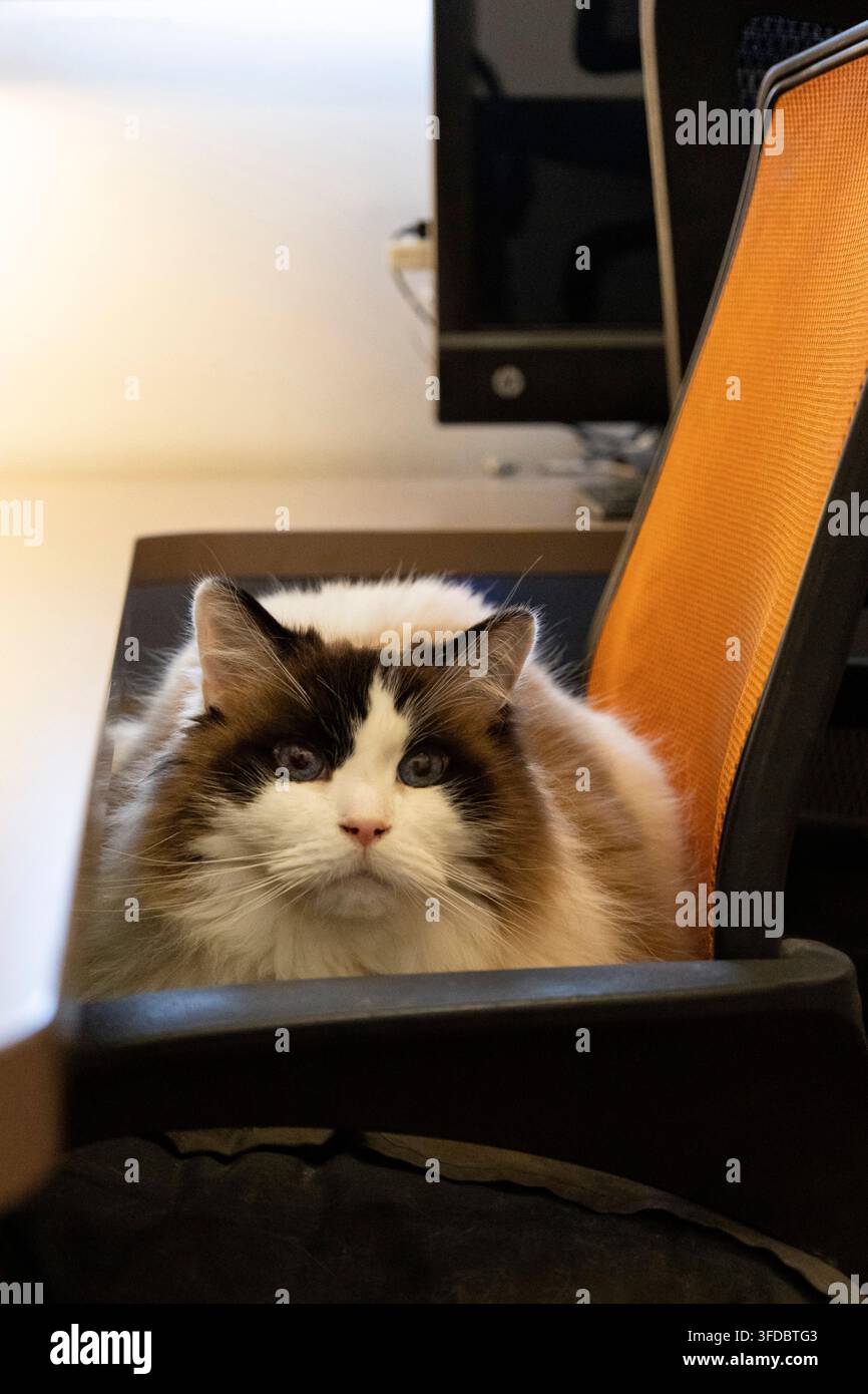 Gatto Ragdoll bicolore che si rilassa su una sedia da ufficio arancione alla scrivania, guardando avanti Foto Stock