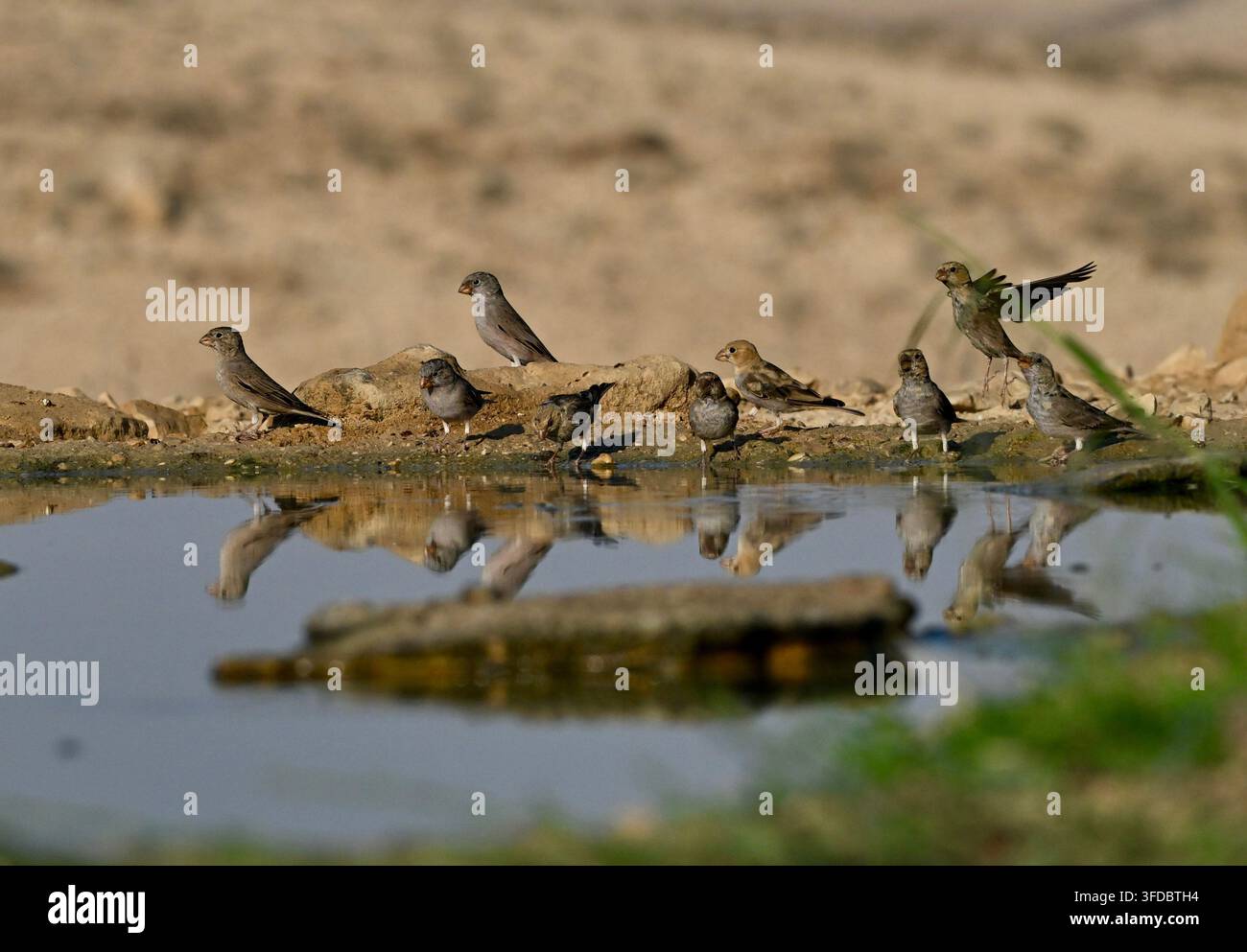Un stormo di piccoli uccelli che si divertono vicino a uno stagno minuscolo in un deserto Foto Stock
